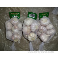 Normal White Garlic Best Quality 2019